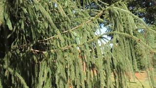 Picea abies 'Virgata' smrk ztepilý