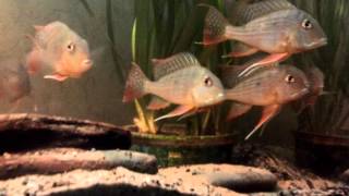 Геофагус альтифронс Geophagus altifrons