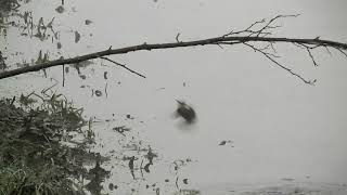 BEELDEN UIT DE NATUUR...   [22-01-2020]