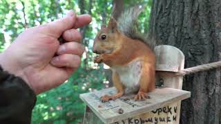 Про белку и кормушку / About the squirrel and the feeder