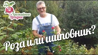 Как определить - роза или шиповник? #urozhainye_gryadki