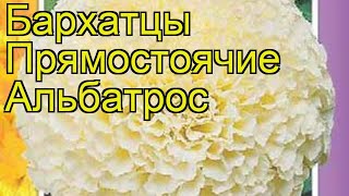 Бархатцы прямостоячие Альбатрос. Краткий обзор, описание характеристик, где купить семена