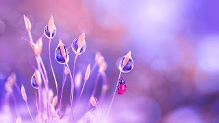 Peaceful Morning Meditation | Miracle Music 432Hz | Deep Healing Sounds | Miracle Healing Frequency