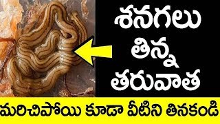 శనగలు తిన్న తర్వాత  ఈ ఆహార పదార్థలను మరిచిపయి కూడా తినకండి||Never Eat These Foods
