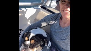 This dog was meant to become meat. Instead, she discovered love