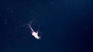Bioluminescent Siphonophore - 2014| Nautilus Live (Remastered!)
