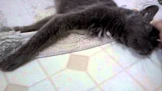 Our Smokey Boy Is Dying