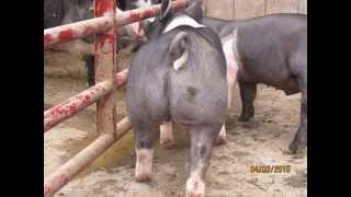 show pigs Watts