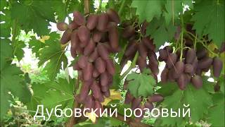 Виноград Земляника Малина Ежевика