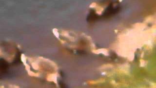 Duck closeup