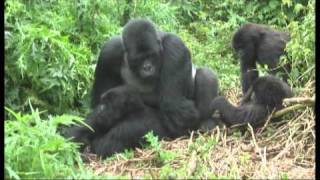 Gorillas mating footage Rwanda - World Primate Safaris