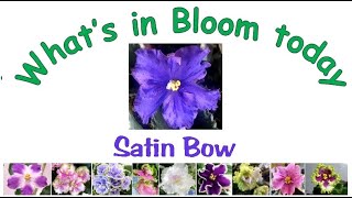 Satin Bow, What's in bloom today from my african violet plant collection