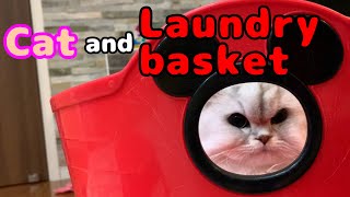 ペルシャ猫と洗濯カゴ♡ Cat and laundry basket♡