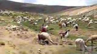 Lamas Peru