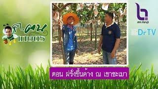 รายการ ค ตนเกษตร ตอน ฝรั่งขึ้นค้าง ณ เขาชะเมา