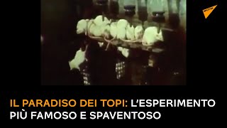 L'universo dei topi: l'esperimento più famoso e spaventoso