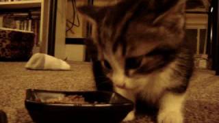 Cute Kitten says "YUM YUM YUM.." while eating (original)