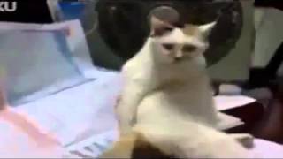 Котик чешет жопку Юмор! Прикол! Смех
