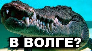 Охота на КРОКОДИЛА со спиннингом  на СРЕДНЕЙ ВОЛГЕ!