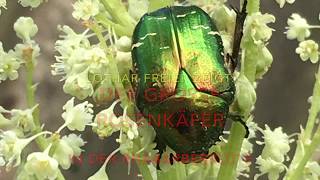 Der große Rosenkäfer in der Rhabarberblüte