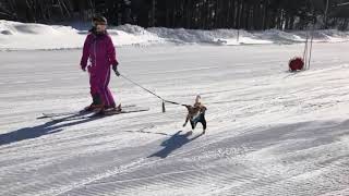 Cheerful Cervino!  白馬さのさかで犬とSKI  ...JACK RUSSELL TERRIER…