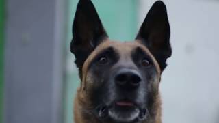 Сравнение: Овчарка и Ротвейлер. Gwadawa!
