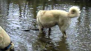 Kangal Efe Bayreuth, Efe (Kobra ve Aykiz) ve Hasim Aganin Köpegi