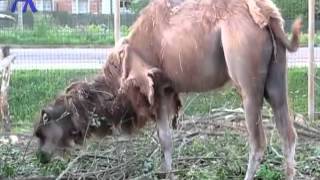 Страус+Верблюд+Гусь. Ostrich+Camel+Goose.