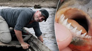LES PIRANHAS SONT-ILS VRAIMENT AGRESSIFS ? - Cyril Chauquet