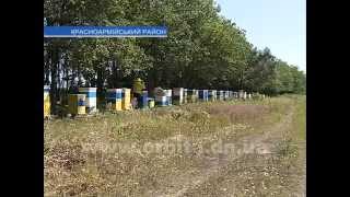 4 тонны мёда отправят на экспорт с Красноармейской пасеки