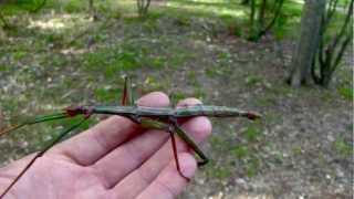 Cool Facts About Stick Insects, a weird moovie