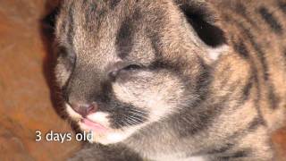 Newborn cougar cub at the Oregon Zoo