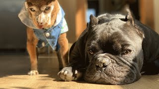 This dog was dumped because he couldn't be daddy