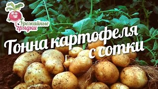 Как получить тонну картофеля с сотки? #urozhainye_gryadki