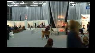 Главный Бест Юниоров, 03 02 2013