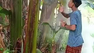 Ngentot