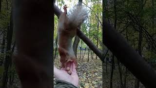 Тот Самый бельчонок очень ловкий / The same squirrel is very clever