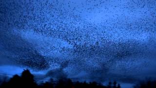 An amazing Starling Murmuration, Galway Ireland 2013 HD