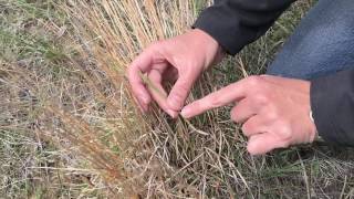 Grass Identification: Little Bluestem
