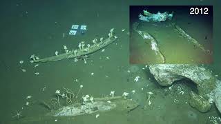 Revisiting a Whale Fall on Clayoquot Slope | Nautilus Live