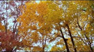 Autumn footage   Осенний футаж 88