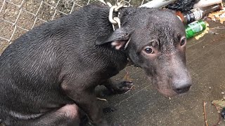 Cop adopts dog found chained to fence