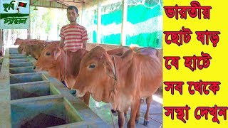 ভারতীয় ছোট ষাড় যে হাটে সব থেকে সস্থা দেখুন বিস্তারিত