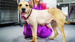 DOG HAD MASSIVE TUMOR INSIDE BUT LOOK AT HIM NOW! PLEASE SHARE