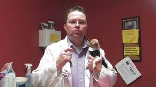 Exotic Pets : How to Take Care of a Chihuahua