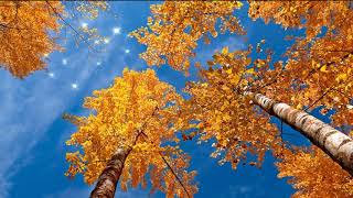 Осень (слайд-шоу) - Automne (slide-show)