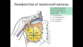 Лимфоотток от молочной железы 241113 pptx