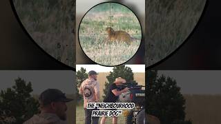 The “Neighbourhood Prairie Dog” ️ #hunting #varminting #airgun