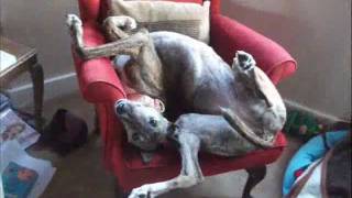 Greyhound Poses