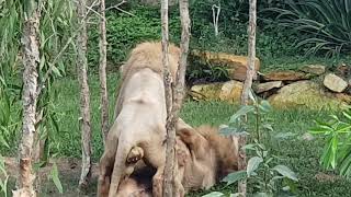 Gay lions